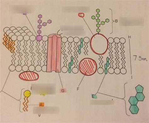 Fluid Mosaic Model Drawing