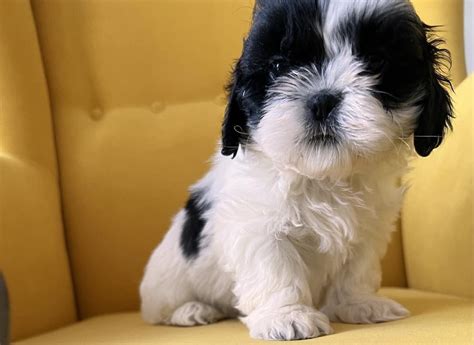 Shih Tzu Szczeniak Suczka J Drzychowice Olx Pl