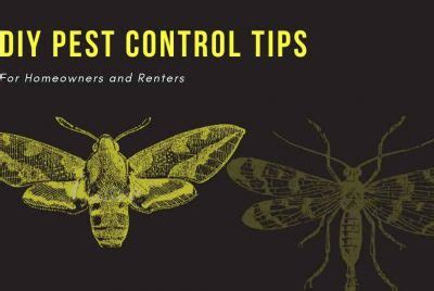 The 10 Best DIY Pest Control Tips For Homeowners And Renters