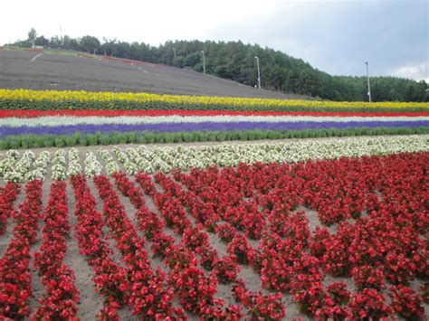 Lavender Season in Hokkaido 2025 | Visit Furano | Kyuhoshi