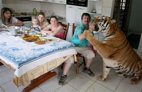 A BRAZILIAN family Live with Tigers - Mirror Online