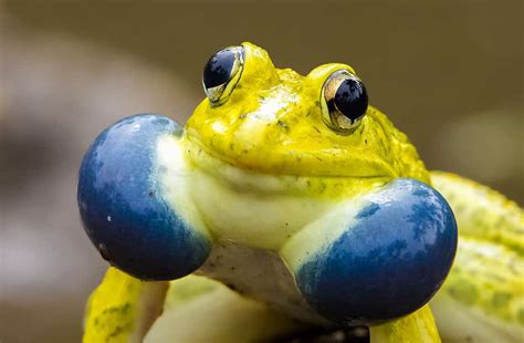 The 10 Largest Frogs In The World In 2024 A Z Animals