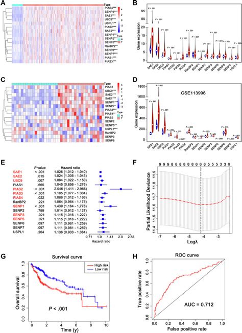 Increased Small Ubiquitin Like Modifier Activating Enzyme SAE1 Promotes