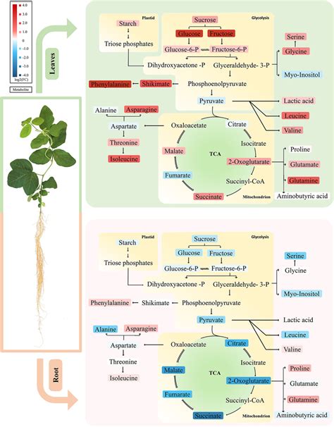 Primary Metabolic Pathways Responses To Mg Deficiency In Leaves And