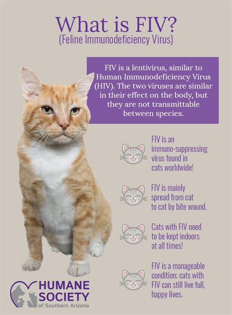 can a cat die from fiv - Spectacular Biog Navigateur