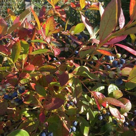 Pot Grown Blueberry Bush Bonus ScotPlants Direct UK