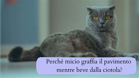 Gatto Graffia Il Pavimento Mentre Beve Dalla Ciotola Quali Sono Le Cause