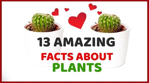 Amazing Facts About Plants Facts About Plants Plants Fun Facts