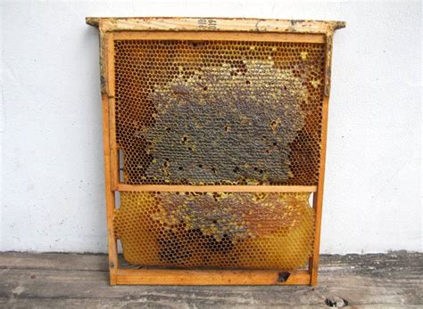 Convert Hives To Layens Horizontal Natural Beekeeping Free Guide