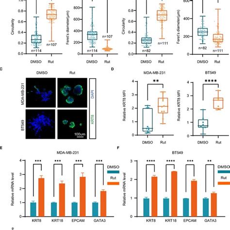 Rutaecarpine Induces Differentiation Of Tnbc Cells Through Elevated