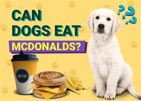 Can Dogs Eat McDonald’s? Vet-Approved Health Risks & FAQ – Dogster