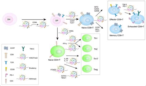 Bivalent Chromatin H K Me And H K Me Marks Regulate T Cell