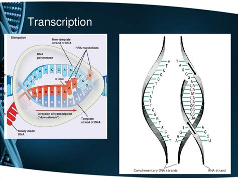 Ppt Dna And Protein Synthesis Notes Powerpoint Presentation Free Download Id 1428598