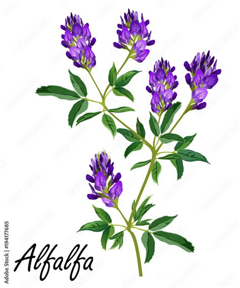 Alfalfa Medicago Sativa Lucerne Hand Drawn Vector Illustration Of