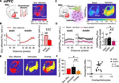 Spatial Nucleus Accumbens Nac Astrocytic Response To Medial