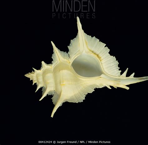 Alabaster Murex Stock Photo Minden Pictures
