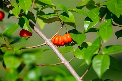 Frutos maduros de pitanga eugenia uniflora na árvore e fundo desfocado