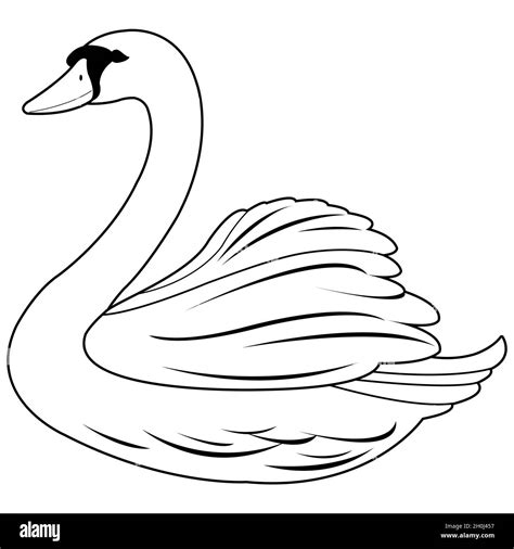 A beautiful white swan. Black and white coloring page Stock Photo - Alamy