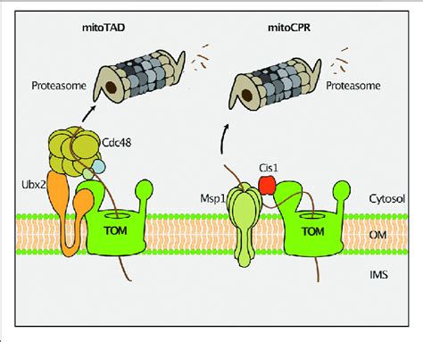 Quality Control Of Protein Import The Mitochondrial Protein