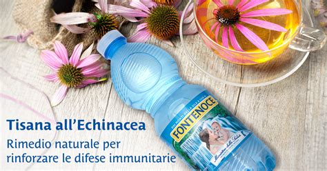 Tisana Echinacea Come Stimolare Le Difese Immunitarie Acqua Fontenoce