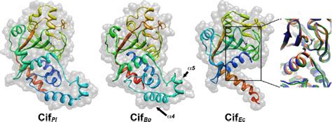 Cif Homolog Proteins Are Structurally Related And Share A Conserved