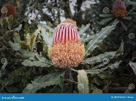 Banksia Menziesii Firewood Banksia Australian Flower Stock Image ...