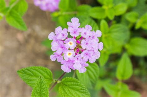 Lantana montevidensis (Trailing Lantana)