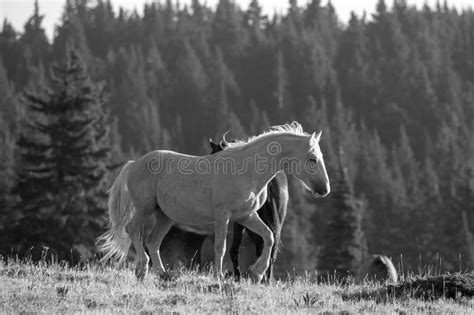 Palomino Wild Horse Stallion In The Rocky Mountains Of The Western Usa