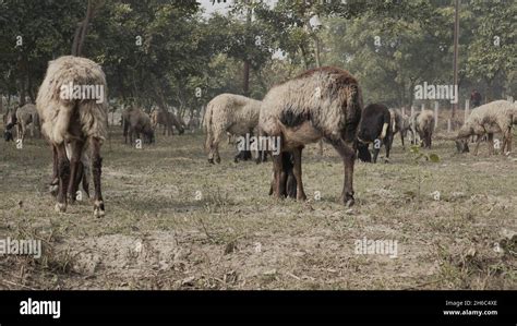 High-Resolution Image: Shepherd Herding Sheep #rajasthansheep, # ...