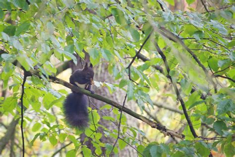 Eichhörnchen Beim Essen Foto And Bild Tiere Wildlife Wildlife