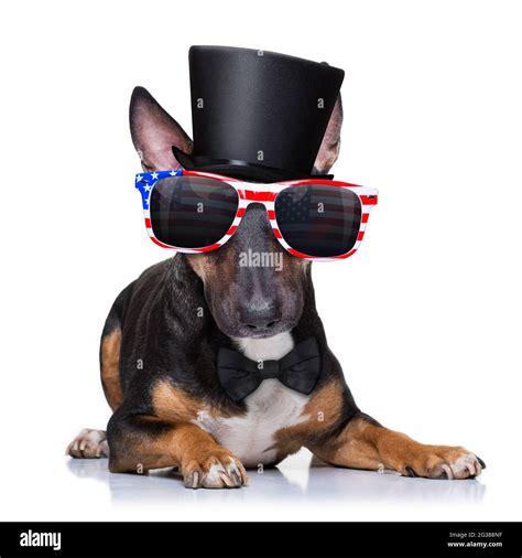 Bull Terrier Waving A Flag Of Usa And Victory Or Peace Fingers On