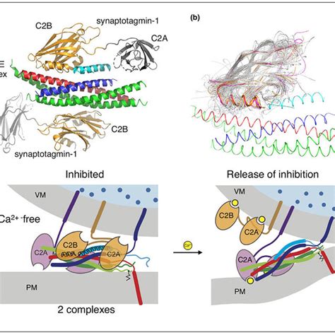 Munc And Munc Are Chaperones Of Snare Complex Assembly A Crystal