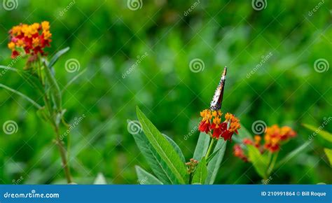 Gros Plan Du Tigre Ou Du Papillon Monarque Africain Danaus Chrysippus