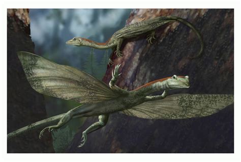 Ancient Long Necked Gliding Reptile Discovered Science 20