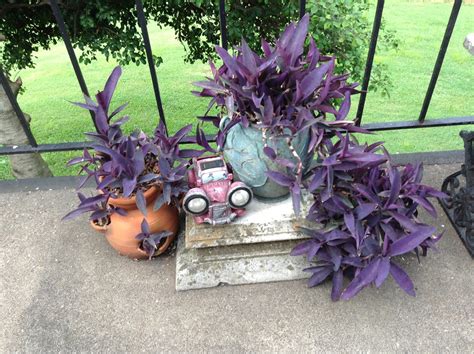 Purple Heart Plant Care In Winter / Garden Ally: Variegated Purple ...