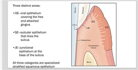 Dh Microscopic Anatomy Of Periodontium Flashcards Quizlet