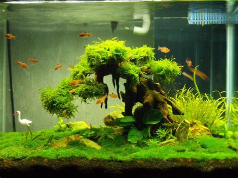 Bonsai Driftwood Aquascape Aquascape Ideas