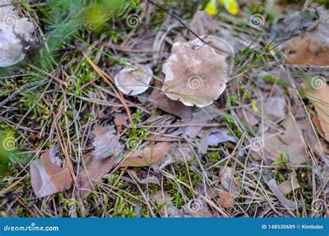 Forest Edible Mushrooms Grow in a Pine Forest Stock Image - Image of ...