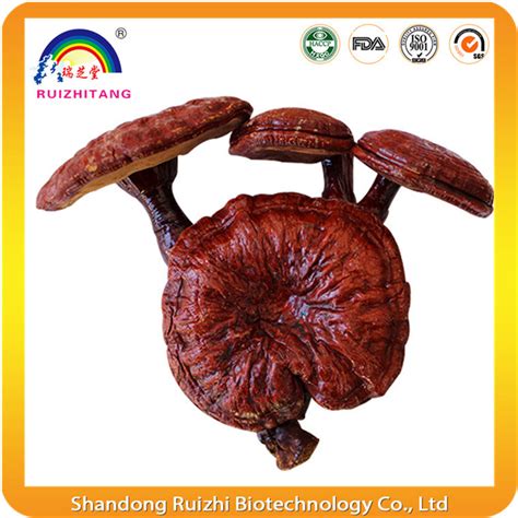 Basswood Wild Ganoderma Lucidum Mushroom China Basswood Wild