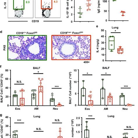 BALF And Lung Cytology Of CD19 Cre Foxo1 Fl Fl Mice And Control