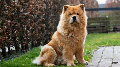 Chow Chow Charakter Usposobienie Cena GigaKARMA