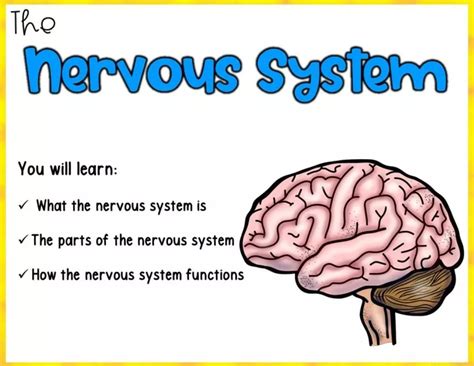 Ppt Group C The Brain Nervous System 7th Grade Science Q1 Week 8