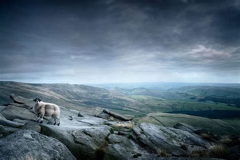 Sheep Atop Kinder Scout Peak District National Park Derbyshire