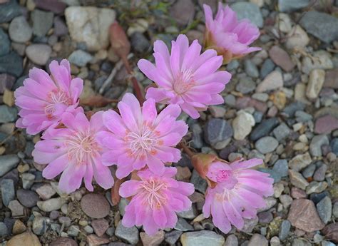 Field Notes All About The Bitterroot Montanas State Flower Mtpr