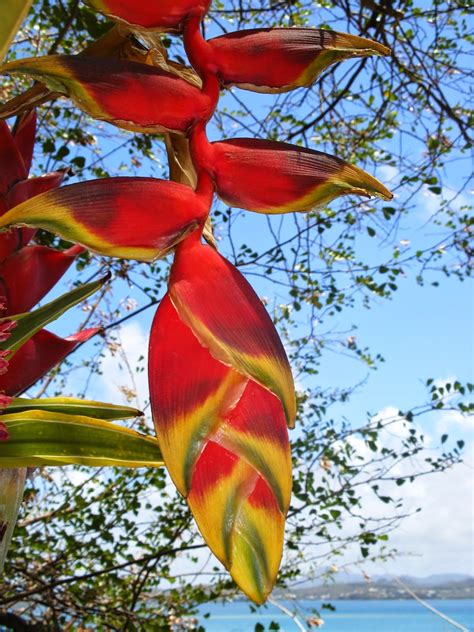 Le Petit Bonhomme De Chemin Faune Et Flore En Martinique