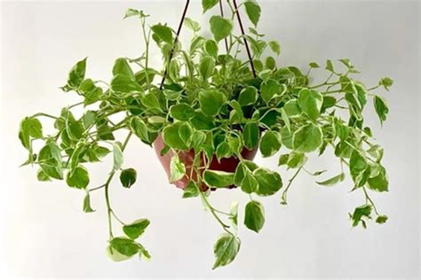 As Plantas Pendentes Mais Bonitas Para Ter Em Casa