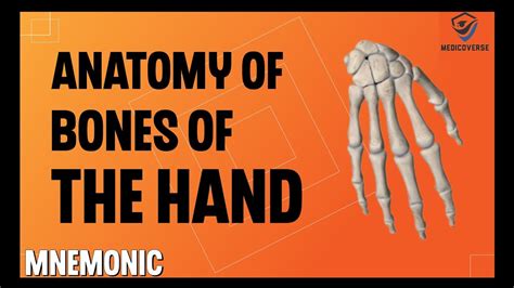 Bones Of The Hand Learn In 5 Minutes Carpal Bones Anatomy Mnemonic