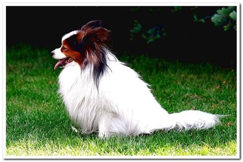 The Papillon Dog Temperament Care And Photos Dogsis