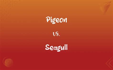 Pigeon Vs Seagull Whats The Difference