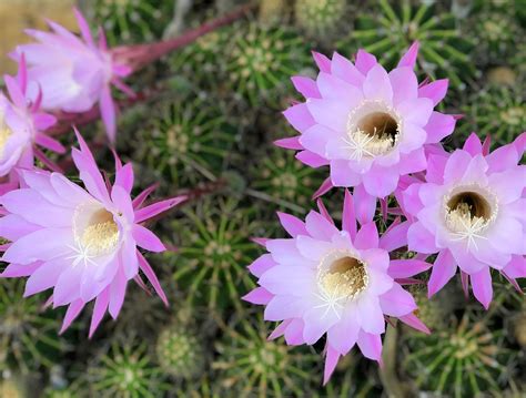 サボテンの花がみたい。花が咲く種類とお手頃なサボテンを紹介│生活の緑